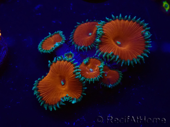 WYSIWYG - Protopalythoa red death 30H8