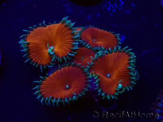 WYSIWYG - Protopalythoa red death 30H9
