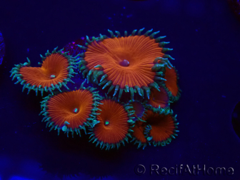 WYSIWYG - Protopalythoa red death 30H10