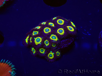 WYSIWYG - Zoanthus Mean Green 30I1