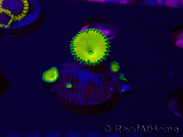 WYSIWYG - RAH Protopalythoa Banana