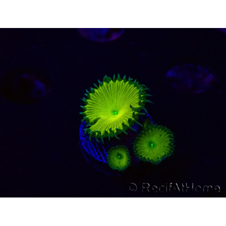 WYSIWYG - RAH Protopalythoa Banana