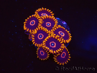 WYSIWYG - Zoanthus Red Hornet
