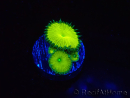 WYSIWYG - RAH Protopalythoa Banana