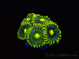 WYSIWYG - Zoanthus Corona 40J5