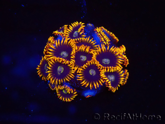 WYSIWYG - Zoanthus Rainbow Hornet