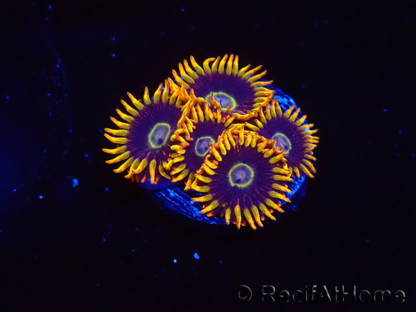 WYSIWYG - Zoanthus Rainbow Hornet