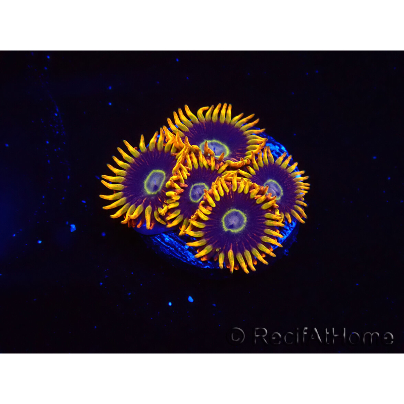 WYSIWYG - Zoanthus Rainbow Hornet