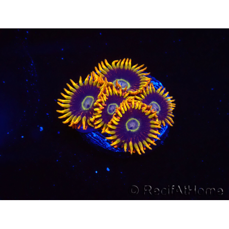 WYSIWYG - Zoanthus Rainbow Hornet