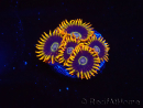WYSIWYG - Zoanthus Rainbow Hornet