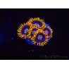 WYSIWYG - Zoanthus Rainbow Hornet