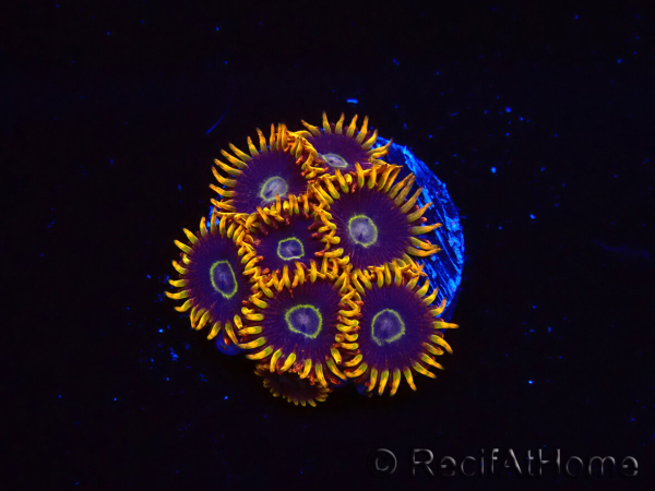 WYSIWYG - Zoanthus Rainbow Hornet