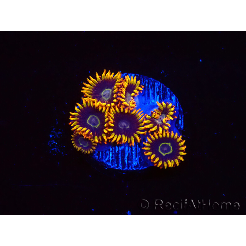 WYSIWYG - Zoanthus Rainbow Hornet 40M6