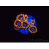WYSIWYG - Zoanthus Rainbow Hornet 40M6