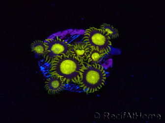 WYSIWYG - Zoanthus King Midas 40R1