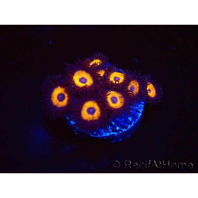 WYSIWYG - Zoanthus Johnny's Pumpkin Seed 40G2