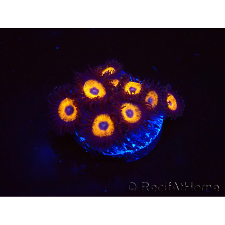 WYSIWYG - Zoanthus Johnny's Pumpkin Seed 40G2