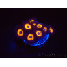 WYSIWYG - Zoanthus Johnny's Pumpkin Seed 40G2