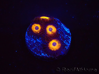 WYSIWYG - Zoanthus Johnny's Pumpkin Seed 40G3