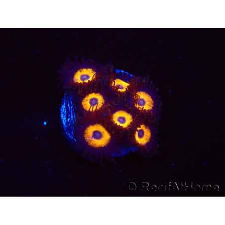 WYSIWYG - Zoanthus Johnny's Pumpkin Seed 40G4