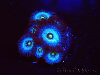 WYSIWYG - Zoanthus Frozen Nebula 2A1