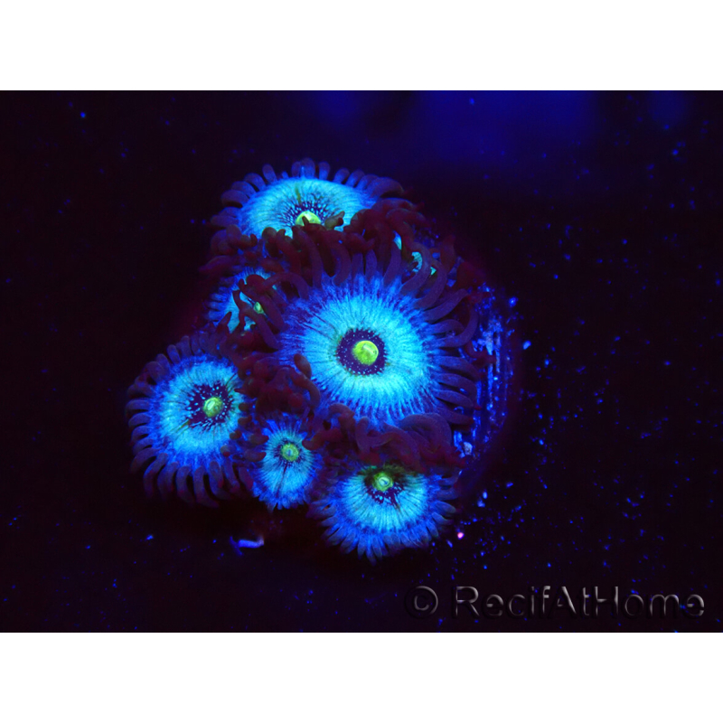 WYSIWYG - Zoanthus Frozen Nebula