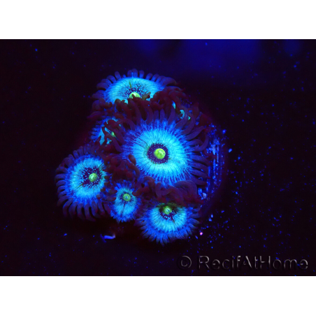 WYSIWYG - Zoanthus Frozen Nebula