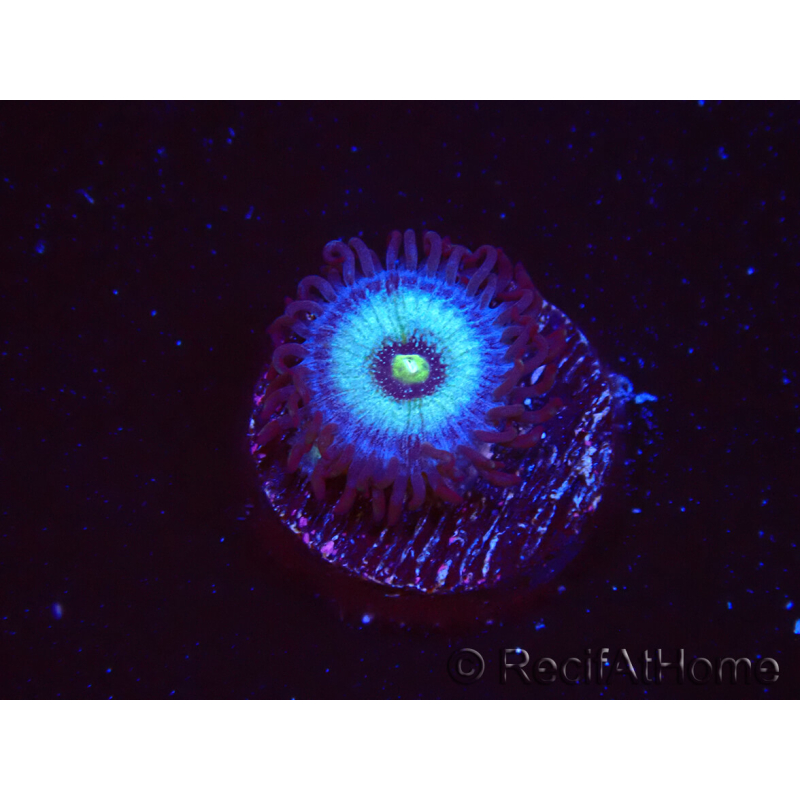 WYSIWYG - Zoanthus Frozen Nebula
