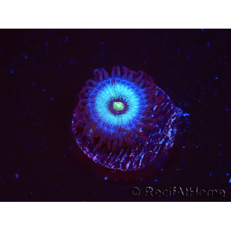 WYSIWYG - Zoanthus Frozen Nebula