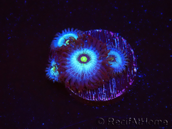 WYSIWYG - Zoanthus Frozen Nebula 2A3