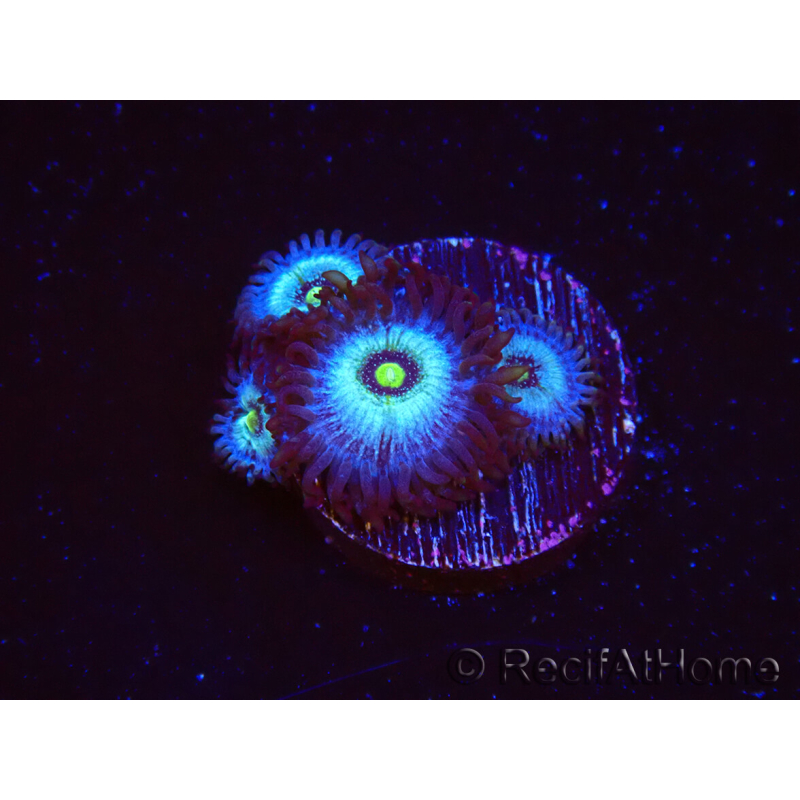 WYSIWYG - Zoanthus Frozen Nebula 2A3