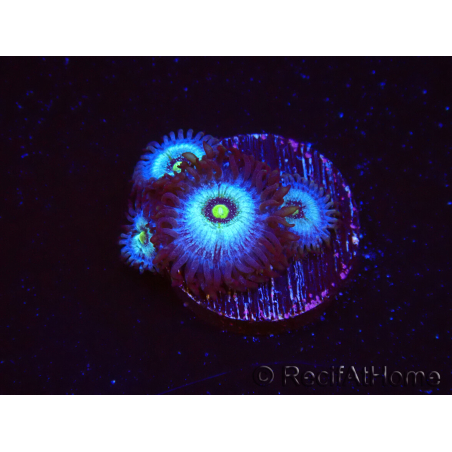 WYSIWYG - Zoanthus Frozen Nebula 2A3