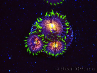 WYSIWYG - WWC Nirvana Palythoa 2B5