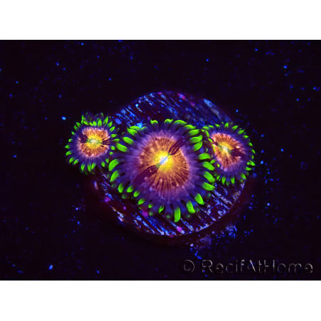 WYSIWYG - WWC Nirvana Palythoa