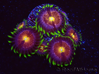WYSIWYG - WWC Nirvana Palythoa 2B7