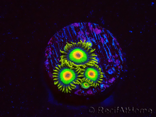 WYSIWYG - Zoanthus Rasta 2C9