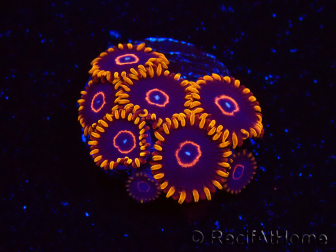WYSIWYG - Zoanthus Red Hornet 2D1