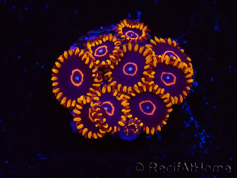 WYSIWYG - Zoanthus Red Hornet 2D5