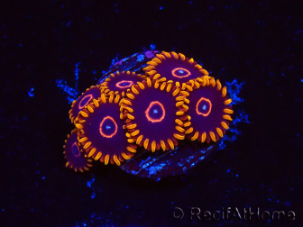 WYSIWYG - Zoanthus Red Hornet 2D6