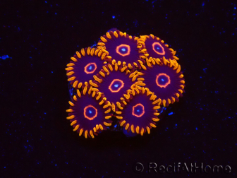 WYSIWYG - Zoanthus Red Hornet 2D7