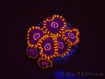 WYSIWYG - Zoanthus Red Hornet 2D9