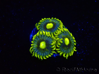 WYSIWYG - Zoanthus Corona 2E5