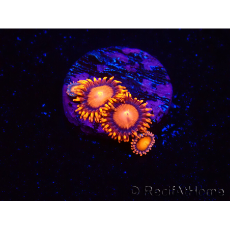 WYSIWYG - Zoanthus Atomic Sunset 2E11