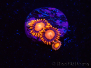 WYSIWYG - Zoanthus Atomic Sunset