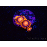 WYSIWYG - Zoanthus Atomic Sunset 2E11