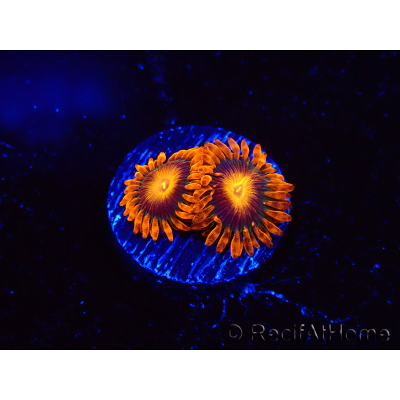 WYSIWYG - Zoanthus Orange Oxyde 2I1