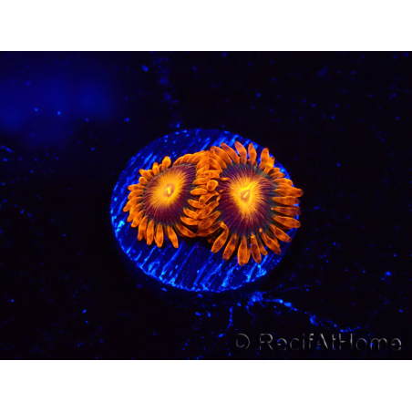 WYSIWYG - Zoanthus Orange Oxyde
