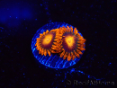 WYSIWYG - Zoanthus Orange Oxyde