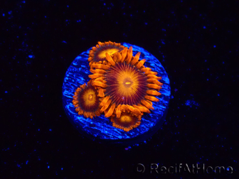 WYSIWYG - Zoanthus Orange Oxyde 2I5