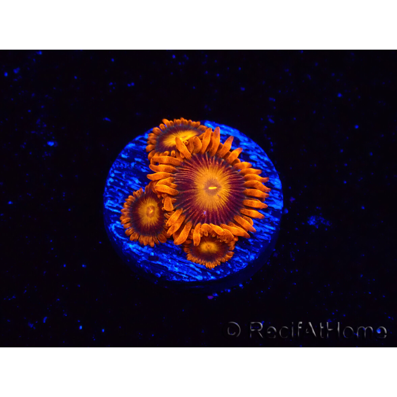 WYSIWYG - Zoanthus Orange Oxyde
